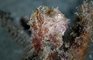 North Sulawesi-2018-DSC04247_rc- Broadclub cuttlefish juv. - Seiche - Sepia latimanus